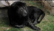 10 Most Unique Lions in the World!