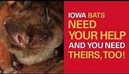 Iowa Bats Need Your Help – And You Need Theirs, Too!