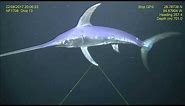 Facts: The Swordfish