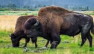 Discover The Largest Buffalo (And Bison) Ever