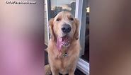 Toothless Golden Retriever Goes Viral For Tongue Sticking Out