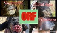 ORF Contagious pustular Dermatitis clinical signs Treatment and Vaccination