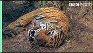 Tiger Grieves Her Dead Mate | BBC Earth