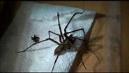 Giant House Spider Handling!!! (UK)