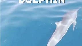Dolphin shorts #animalshorts #theearth