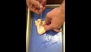Chicken wing dissection part 1