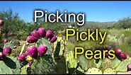 Picking Prickly Pears - great desert food