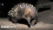 First-ever images prove 'lost echidna' not extinct