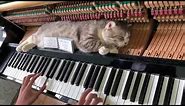 Cat Sleeps Comfortably Over Piano as Owner Plays a Lively Tune - 1034223-1