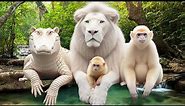 most amazing top 10 Albino Animals That You Have Never Been Seen Before