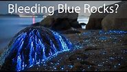 Bio-Luminescent Shrimp Makes These Rocks Look Like They Are Bleeding Blue