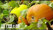 Picking Pumpkins, The Pumpkin Harvest Process | WIRED