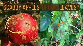 How To Identify and Cure Apple Scab Disease, Venturia inaequalis