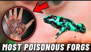 TOP 10 POISONOUS FROGS AND TOADS IN THE WORLD 2021