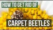 How to Get Rid of Carpet Beetles (4 Easy Steps)