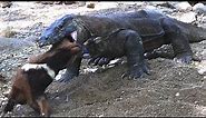 New🔴 the Komodo dragon just caught the goat's head while jumping #amazing #animals #komodo