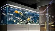 Modern Oscar Aquarium in my Living Room | Luxury Oscar Fish Tank Ideas
