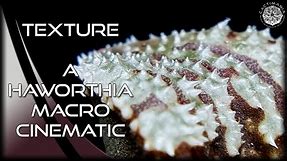 Texture - A Haworthia Macro Cinematic | #Cactus & #Succulent Collection