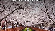 Korea Sakura 2019 Forecast: Dates & Viewing Spots