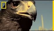 Harris's Hawks vs. Jackrabbit | National Geographic