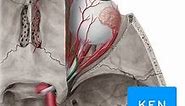 Blood vessels and nerves of the eye