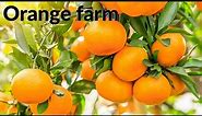 Orange Farm - Harvesting, Growing And Processing of Oranges - Field Fruit Farm