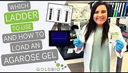How to Load a DNA Agarose Gel Using Goldbio DNA Ladders