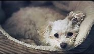 Chipoo | Chipoo puppy | Chihuahua Poodle mix - Top 13 facts
