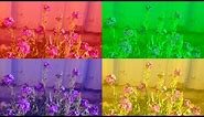 Purple Flower Photo with Various Colored Tints