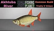 Fishing Planet, Akhtuba River, Common Rudd, Trophy & Unique