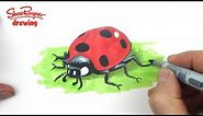 How to draw a cute ladybug - ladybird