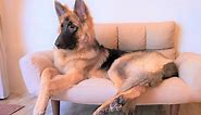 Giant German Shepherd: Facts About the Oversized Shepherd