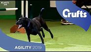 We Got a Runner! Rescue Dog Agility | Crufts 2019