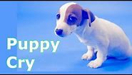 Puppy Crying Sound ~ Dog Crying Sound Effect to Stimulate Your Dog