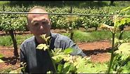 Boeger Winery: Regional Success