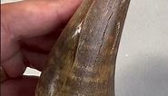 Large T. rex Tooth - 4.27 inches