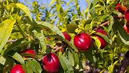 The perfect fruit trees to grow in your climate - PlantNet® Australia