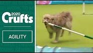 Hilarious Rescue dog Kratu steals the show (and a pole)!