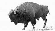 Remarkable discovery of a perfectly preserved 9,000-year-old bison in Siberia