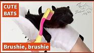 Baby bat loves being brushed