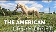 Discover The American Cream Draft Horse!