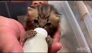 ミルクを飲む3匹の子猫がメッチャ可愛い件｜Three babies cats drinking milk Cat is cute