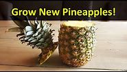 How To Grow A Pineapple Plant From A Grocery Store Pineapple Top - Every Time!