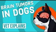 Brain Tumors in Dogs