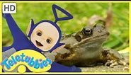 Teletubbies English Episodes★ FROGS ★ Full Episode 212 - HD