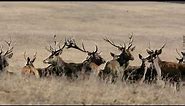 Bye, bye antlers - red deer stags in February