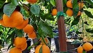 Growing Citrus in Containers! 10 Tips to Getting More Fruit!