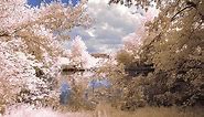 Infrared Photography Tutorial: Guide to Camera Settings & IR Filters