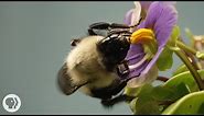 This Vibrating Bumblebee Unlocks a Flower's Hidden Treasure | Deep Look