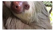 😍😍 #sloths #slothlife #slothlove #slothsofinstagram #slothlover #slothmemes #slothfanworld #slothnation #slothbear #slothsquad | Sloth lover